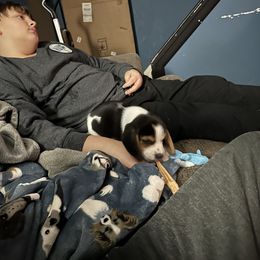 Beagle All Grown Up from Rustic Farm Sporting Beagles