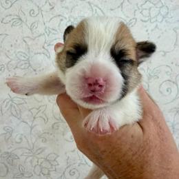 Sable Boy puppy 1 - Sable male Pembroke Welsh Corgi puppy in Rochester, Indiana from Stacy’s Pembroke Welsh Corgis
