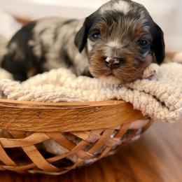 Auto - Merle male Cockapoo puppy in Santa Barbara, California from K+C Doodles