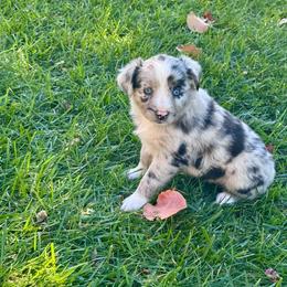 Fluttershy - Blue merle female Australian Shepherd puppy in California from Eagle River Aussies