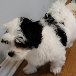 Coton de Tulear Puppies from Coton Country