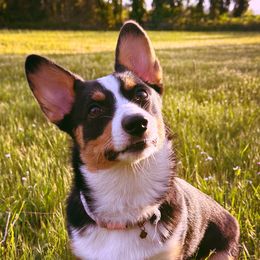June Bug - Pembroke Welsh Corgi