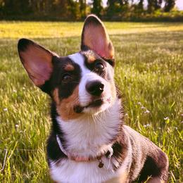 June Bug - Pembroke Welsh Corgi