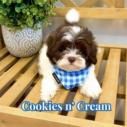 Cookies n' Cream - White male Shihpoo puppy in Buford, Georgia from Petite Posh Puppies