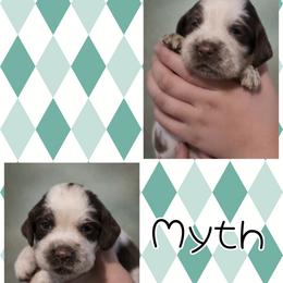 Myth - Liver white and roan male English Springer Spaniel puppy in Florida from Thunderbird Springers