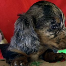 Fisher - Dapple Dachshund puppy in Bakersfield, Missouri from Hocomo Hollow Doxies