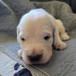 Boy 2 - male Golden Retriever puppy in Elizabeth, Colorado from Blazing Star Goldens