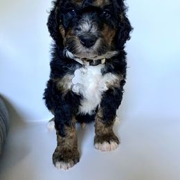 Bernedoodle Puppies from Gaston’s Posh Poodles and Doodles