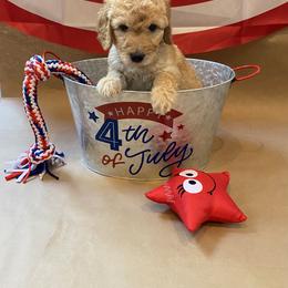 Goldendoodle Puppies from Dhalia’s Doodles
