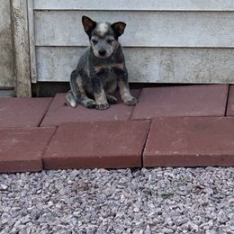 Little Britches - Blue speckled male Australian Cattle Dog puppy in Wakonda, South Dakota from Glory Ranch Australian Cattle Dogs