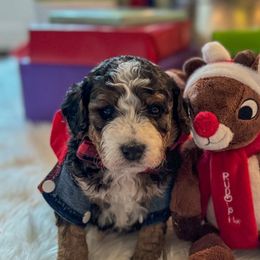 Sideshow Bob - Tri-color Bernedoodle puppy in Washougal, Washington from Sandy Creek Bernedoodles