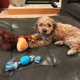 Cockapoo Puppies from Maple’s Cockapoo Puppies