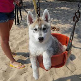 German Shepherd and Siberian Husky Puppies from Sstar