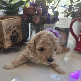 Lavendar Collar - Parti female Assorted Doodle Crosses puppy in Upland, California from IDREAMOFPUPPIES