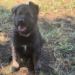 Pink Collar Sable Female - Sable female German Shepherd puppy in Milan, Illinois from Stonewick German Shepherds