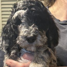 Goldendoodles from Wv Diva Doodles