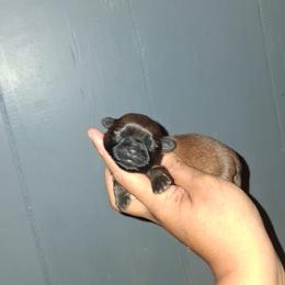 Boy 3 - Gold male Shih Tzu puppy in Birmingham, Alabama from K&D kennels
