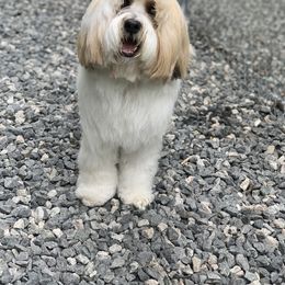 Tibetan Terrier All Grown Up from Kham Ra Tibetans