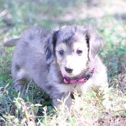 Giselle - Dapple female Dachshund puppy in Murray, Kentucky from Shadow Ridge Farms