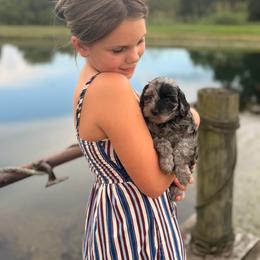 Skye - Merle female Cavapoo puppy in Somerset, Kentucky from Hilltop Doodles KY LLC