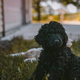 Poodle Puppies from Farmington Ridge llc