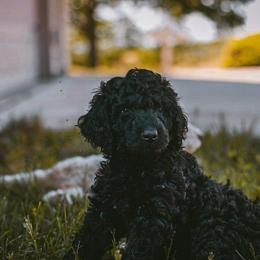 Poodle Puppies from Farmington Ridge llc