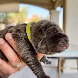 Giovani - Gray male Cane Corso puppy in Las Vegas, Nevada from LV3M Cane Corso