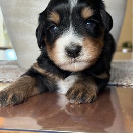 Stezzy - Tri-color female Bernedoodle puppy in Yuciapa, California from AlltheDoodlez_