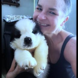 Yellow collar - Mahogany and white female Saint Bernard puppy in New Philadelphia, Ohio from Fletchers Saints