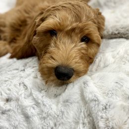 Goldendoodle Puppies from Puppy Love