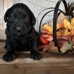 Dolly - Black female Labradoodle puppy in English, Indiana from Doodle Darlings
