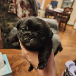 Black girl puppy 1 - Black female Pug puppy in Tacoma, Washington from Precious Princess Pugs