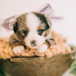 Aussiedoodle, Goldendoodle, and Miniature American Shepherd Puppies from Myers Desert Doodles