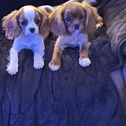 Cavalier King Charles Spaniel Puppies from Lori Van Doorn's Cavalier King Charles Spaniel