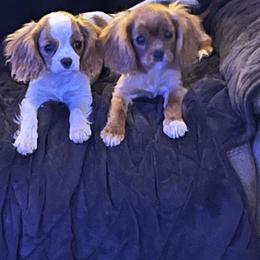 Cavalier King Charles Spaniel Puppies from Lori Van Doorn's Cavalier King Charles Spaniel