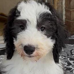 Darcy - Black and white female Sheepadoodle puppy in Joelton, Tennessee from PC Pampered Parti's