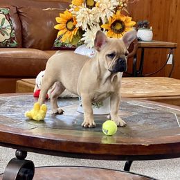 French Bulldog Puppies from Knollridge Frenchies