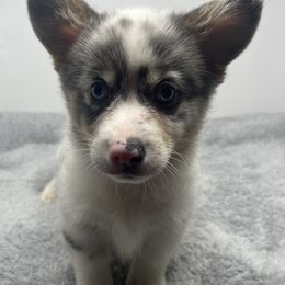 American Corgi and Pembroke Welsh Corgi Puppies from The Comma Corgis