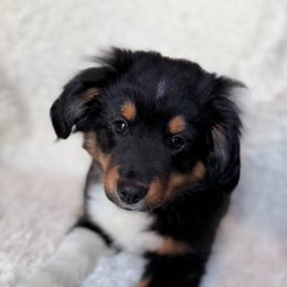 Miniature Australian Shepherd Puppies from Indiana Toy & Mini Aussies