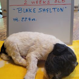 Poodle Puppies from P.I. STANDARD POODLES