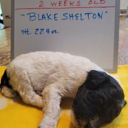 Poodle Puppies from P.I. STANDARD POODLES