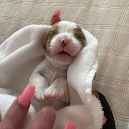 Cavalier King Charles Spaniel Puppies from Poshy Cavaliers