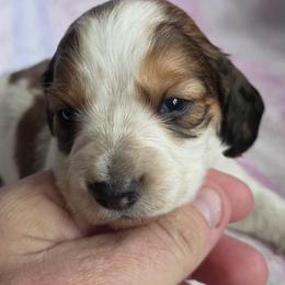 Dapple pie - Dapple female Dachshund puppy in Crab Orchard, Kentucky from Lucy’s legacy dachshunds