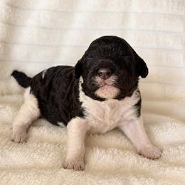 Ivy - Brown female Poodle puppy in Calimesa, California from Teakwoodpoodleofsocal