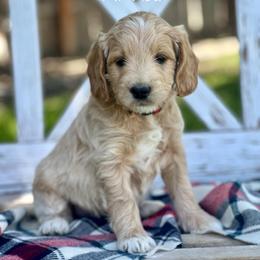 Mr Red - Apricot male Goldendoodle puppy in South Jordan, Utah from JD Goldendoodles