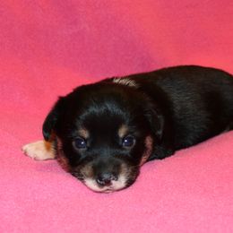 RF3 - Black and tan female Pembroke Welsh Corgi puppy in Texas from Wild West Corgis of Texas