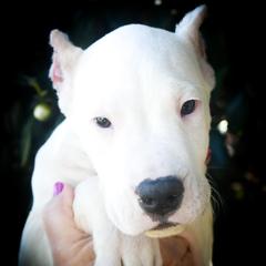 Blue collar- 'Eros' - White male Dogo Argentino puppy in San Diego, California from Debonair Dogos
