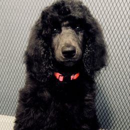 Sapphire - Black female Poodle puppy in Homestead, Florida from GYCAM STANDARD POODLE