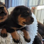 Beauceron Puppies from Rayon de Soleil Beaucerons