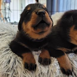 Beauceron Puppies from Rayon de Soleil Beaucerons